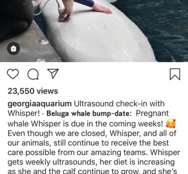 Georgia Aquarium Instagram