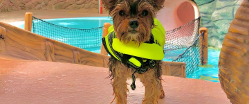 Un cucciolo in un giubbotto di salvataggio al parco acquatico e tematico Wild Waves