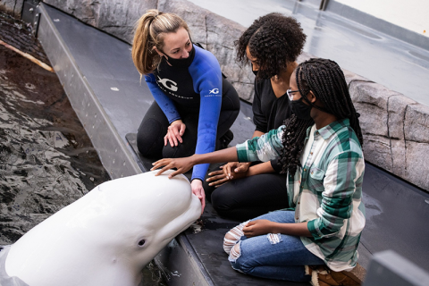 Guests interact with whale at Georgia Aquarium 