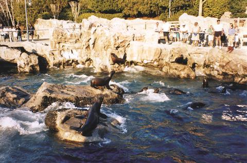 SeaWorld Orlando Seals 