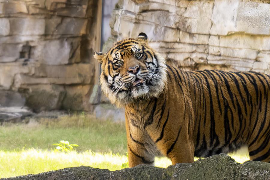 Novo tigre ameaçado chega ao Busch Gardens Tampa Bay