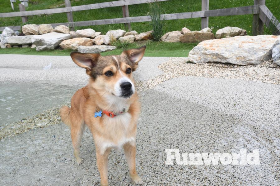 Dog in cement pond