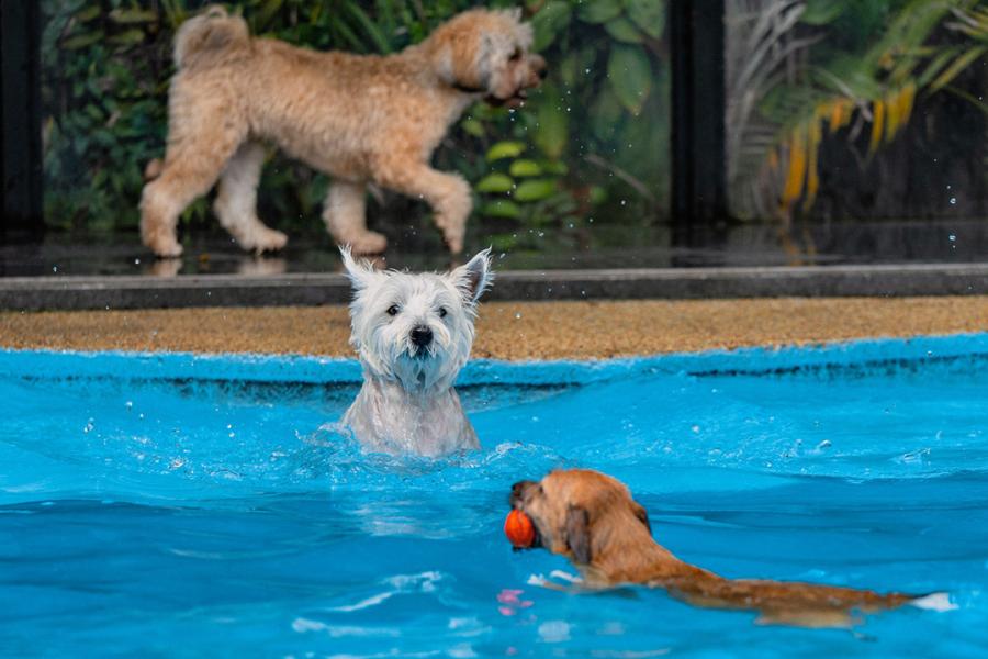 Dogs swim in the swimming pool at The Wagington