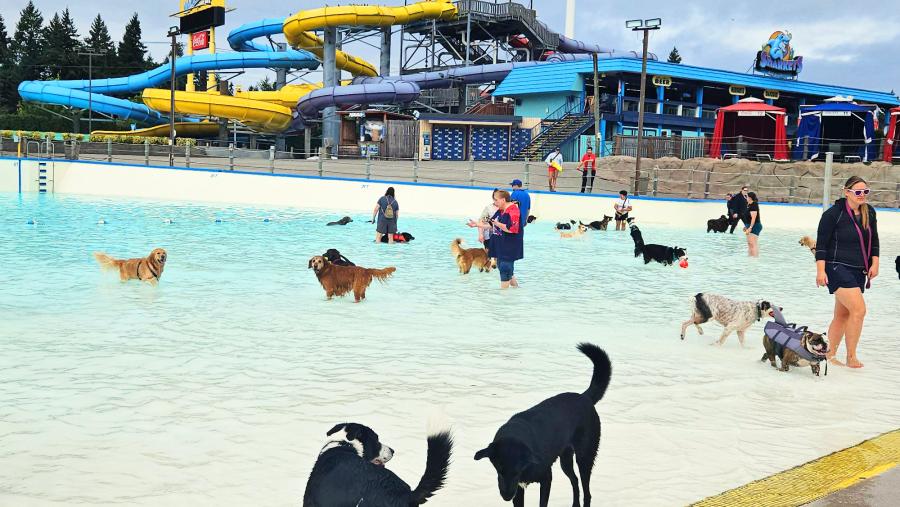 Dogs swim and frolic in the wave pool at Wild Waves 