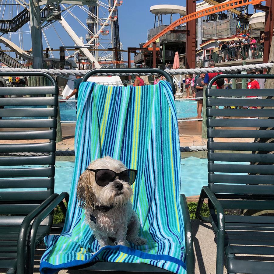A dog sunbathes in sunglasses on a lounge chair at Morey's Piers