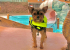A puppy in a life jacket at Wild Waves Theme and Water Park
