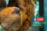 Facebook Live Teaser for Sloth at the Houston Zoo
