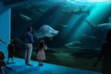 Georgia Aquarium New Shark Experiences