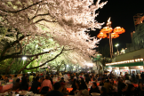 Cherry Blossom Festival at Toshimaen Amusement Park
