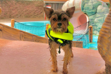 Un cachorro con chaleco salvavidas en el parque acuático y temático Wild Waves